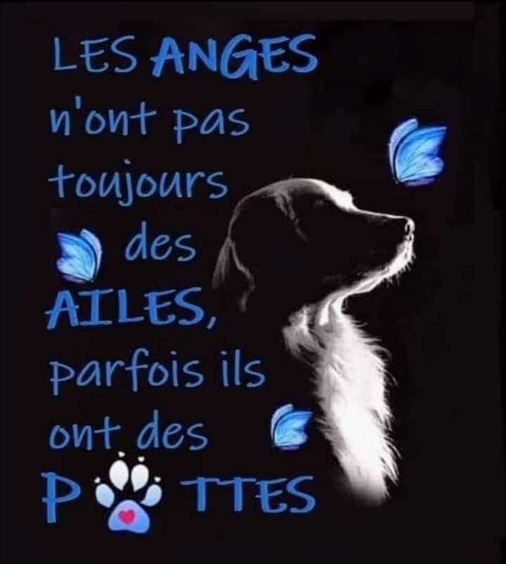 Chien dans un autre espace temps.
Un Ange avec des pattes.