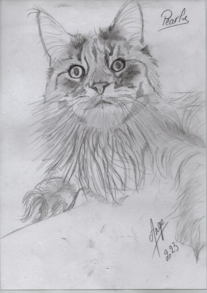 Dessin d'un de mes chats. 