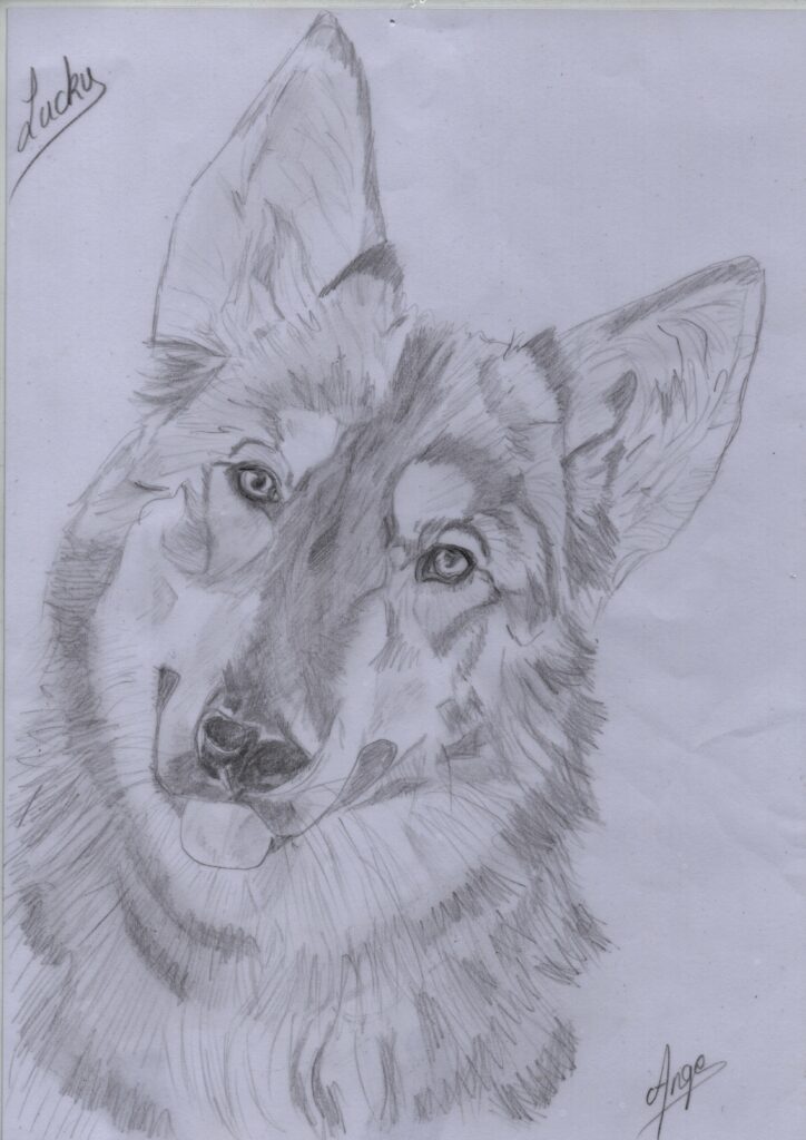 Dessin d'un de mes chiens. 