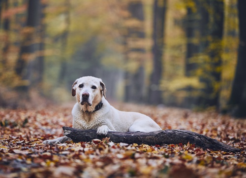 Chien allongé dans une forêt attendant son maitre.