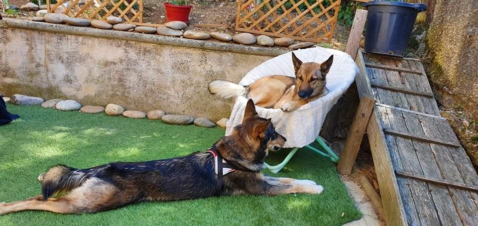 Moment de détente animale dans la vie quotidienne